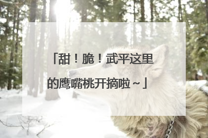 甜！脆！武平这里的鹰嘴桃开摘啦～