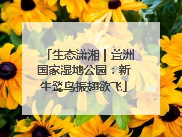 生态潇湘｜萱洲国家湿地公园：新生鹭鸟振翅欲飞