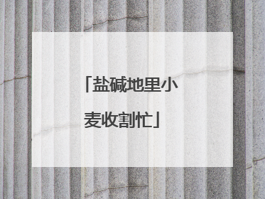 盐碱地里小麦收割忙