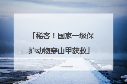 稀客！国家一级保护动物穿山甲获救
