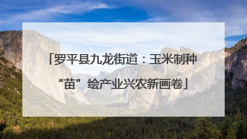 罗平县九龙街道：玉米制种“苗”绘产业兴农新画卷