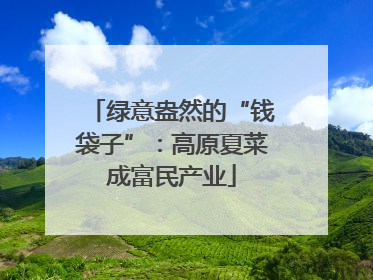 绿意盎然的“钱袋子”：高原夏菜成富民产业