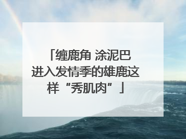 缠鹿角 涂泥巴 进入发情季的雄鹿这样“秀肌肉”
