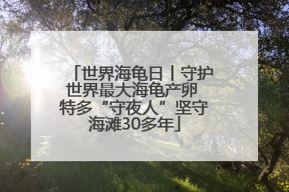 世界海龟日丨守护世界最大海龟产卵 特多“守夜人”坚守海滩30多年