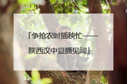 争抢农时插秧忙——陕西汉中夏播见闻