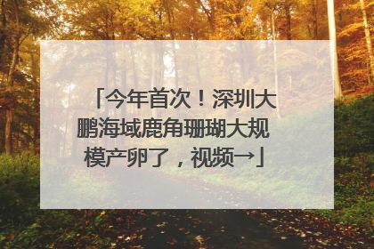 今年首次！深圳大鹏海域鹿角珊瑚大规模产卵了，视频→