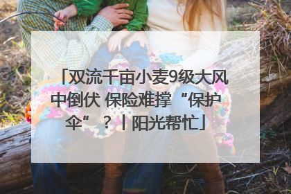 双流千亩小麦9级大风中倒伏 保险难撑“保护伞”？丨阳光帮忙