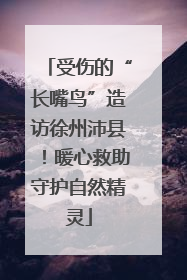 受伤的“长嘴鸟”造访徐州沛县！暖心救助守护自然精灵