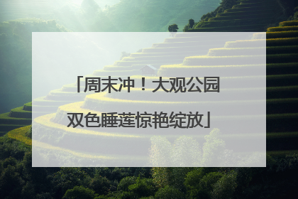 周末冲！大观公园双色睡莲惊艳绽放