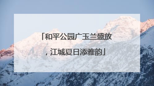 和平公园广玉兰盛放，江城夏日添雅韵