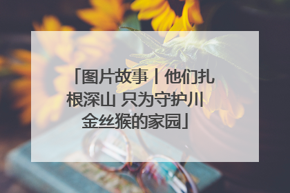 图片故事丨他们扎根深山 只为守护川金丝猴的家园