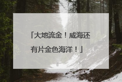 大地流金！威海还有片金色海洋！