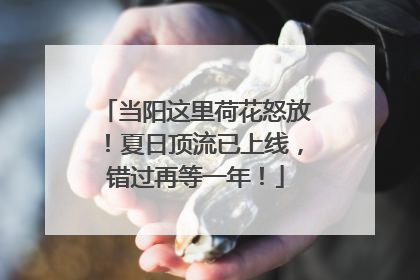 当阳这里荷花怒放！夏日顶流已上线，错过再等一年！