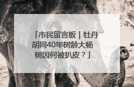 市民留言板｜牡丹胡同40年树龄大杨树因何被扒皮？