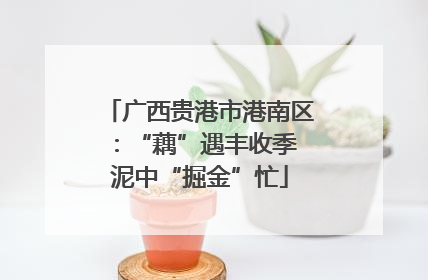 广西贵港市港南区：“藕”遇丰收季 泥中“掘金”忙