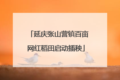 延庆张山营镇百亩网红稻田启动插秧