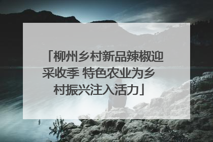 柳州乡村新品辣椒迎采收季 特色农业为乡村振兴注入活力