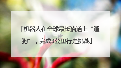 机器人在全球最长猫道上“遛狗”，完成3公里行走挑战
