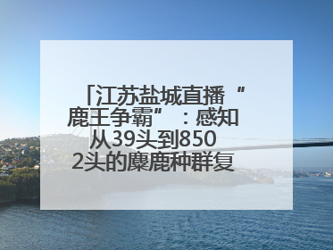 江苏盐城直播“鹿王争霸”：感知从39头到8502头的麋鹿种群复兴“密码”