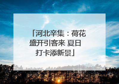 河北辛集：荷花盛开引客来 夏日打卡添新景