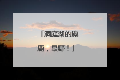 洞庭湖的麋鹿，最野！
