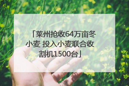莱州抢收64万亩冬小麦 投入小麦联合收割机1500台