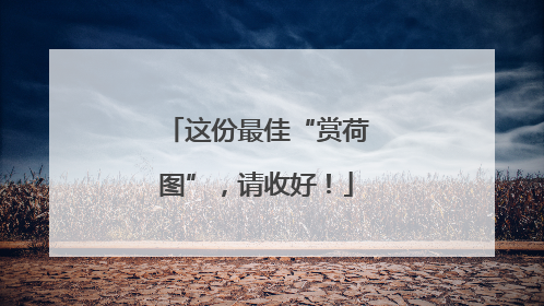 这份最佳“赏荷图”，请收好！