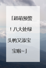 超萌预警！八大处绿头鸭又添宝宝啦~