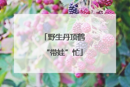 野生丹顶鹤“带娃”忙