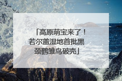 高原萌宝来了！若尔盖湿地首批黑颈鹤雏鸟破壳