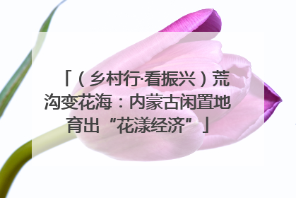 （乡村行·看振兴）荒沟变花海：内蒙古闲置地育出“花漾经济”